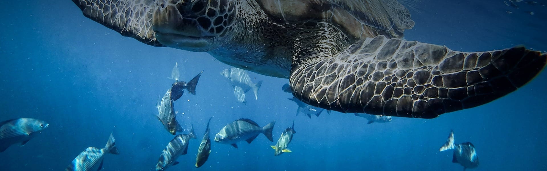 photo tortue et poissons dans fond marin